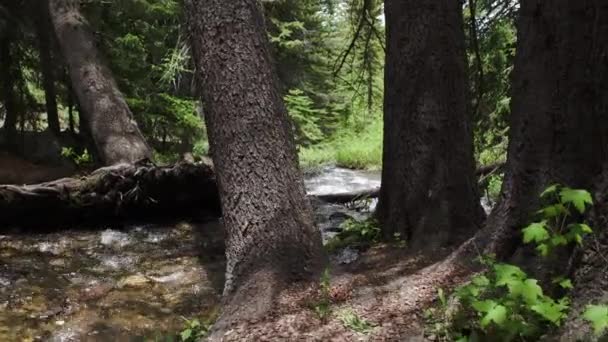 Θέα Στα Δέντρα Και Μικρό Ποτάμι Που Ρέει Στα Βουνά — Αρχείο Βίντεο