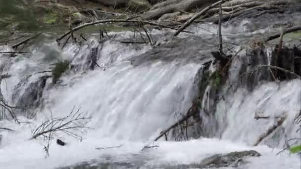 Agua Corriendo Río Abajo Través Ramas Caídas Las Montañas Utah — Vídeos de Stock