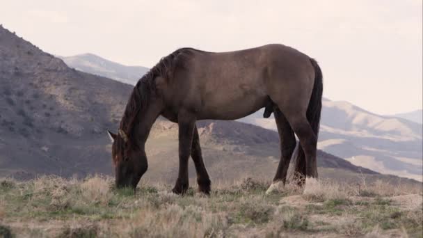 Wild Horse Grazing Top Hill Rolling Hills Valley — Stock Video