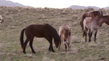 Oynama ve birbirleriyle ağır çekimde mücadele Vahşi atlar.