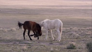 İki vahşi atlar ile her diğer bırakarak diz için süre ısırmaya çalışıyor oynamaya.