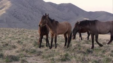 Vahşi atlar başka olanlar yele ısırıkları iken yürüme sürüsü.