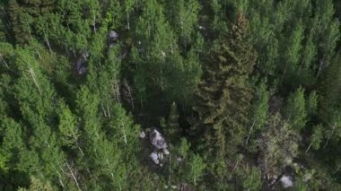 Utah ormanda bakmak ağaç tops üzerinde uçan görünümü.