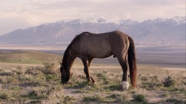 Vahşi atı görebilmek kar ile Ufuktaki dağlar mesafe şapkalı.