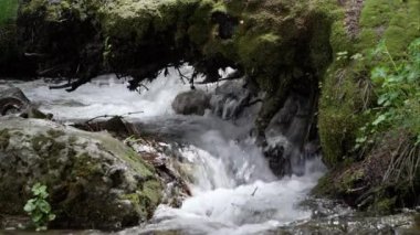 Utah dağlarında bir yosun ağacı kütüğünün altından akan su.