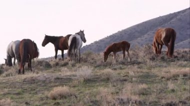 Vahşi at sürüsü Utah çölde bir tepe üzerine otlatma görünümü.