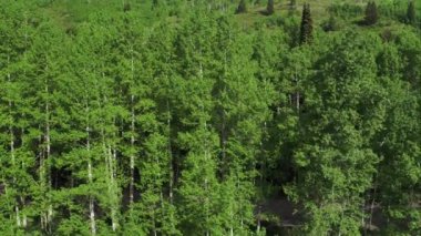 Utah dağlarında aspen ve çam ağaçlarının yükselen havadan görünümü.