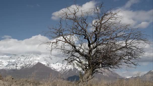 ポストの冬の景色の木の後ろに移動する雲の時間経過 — ストック動画