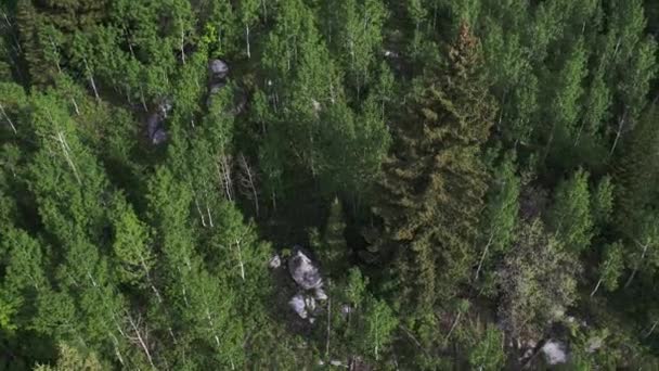 Flygande Utsikt Över Träd Toppar Tittar Ner Skogen Utah — Stockvideo