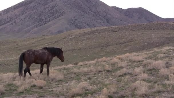 Panning Vista Singolo Cavallo Selvaggio Piedi Una Collina Con Dolci — Video Stock