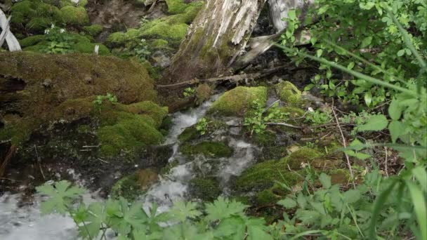 Agua Que Fluye Por Una Ladera Verde Musgosa Las Montañas — Vídeos de Stock