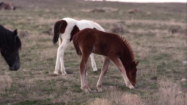 Deux Jeunes Poneys Sauvages Broutant Dans Champ Dans Utah — Video