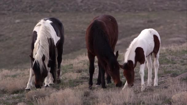 Vue de trois chevaux sauvages broutant l'un étant un poney plus jeune .