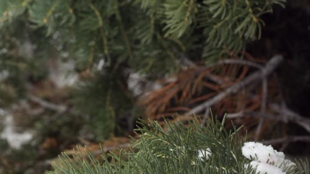 Närbild Tallskog Som Snö Faller Från Grenar Över — Stockvideo