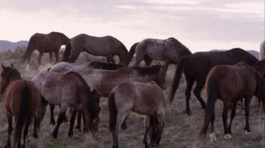 Vahşi at sürüsü Utah çölde otlatma görünümü.