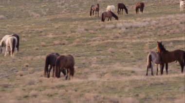 Çalışan ve sürünün arasında tekme Vahşi Pony Yakınlaştırılmış görünümü.