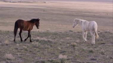 2 Vahşi atlar görünümünü birbirine yürümek ve burun değmek.