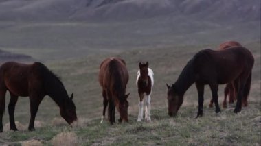 Vahşi at sürüsü olan genç midilli otlatma görünümü.