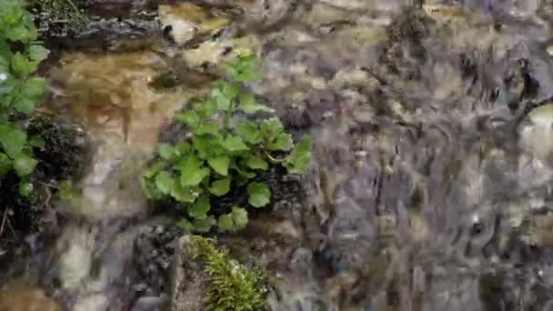 Petite Plante Verte Assise Dans Ruisseau Alors Que Eau Coule — Video