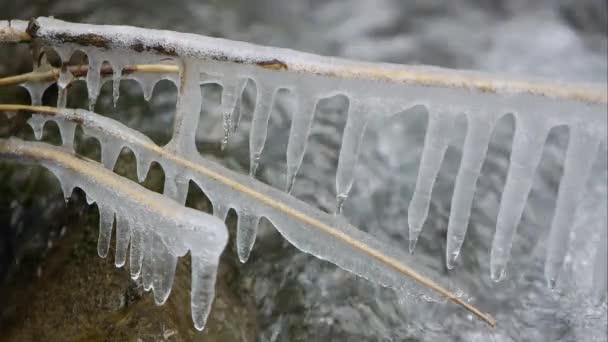 Mening Van Ijspegels Tak Kleine Kreek Als Water Stroomt Achter — Stockvideo