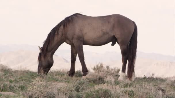 Utsikt Över Wild Häst Betande Horisonten Vid Soluppgången — Stockvideo