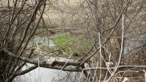 Θέα Μέσα Από Κλαδιά Από Μικρό Ρυάκι Και Πράσινο Γρασίδι — Αρχείο Βίντεο