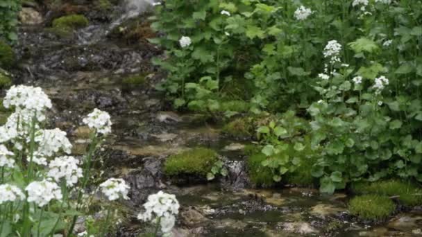 Zoomed Panning Uitzicht Kleine Kreek Witte Bloemen Top Van Groene — Stockvideo
