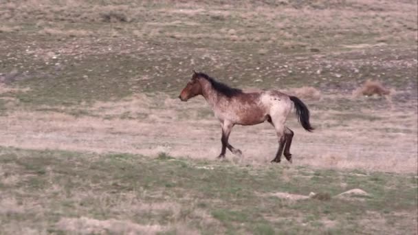 Vista Panorâmica Cavalo Selvagem Correndo Lentamente Seguida Andando Distância — Vídeo de Stock