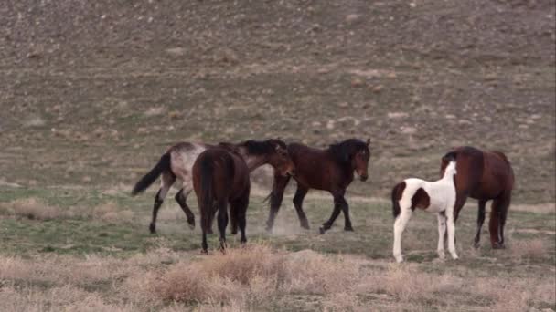 Ingezoomde Weergave Van Wilde Paarden Als Pony Spelen Schopte Aan — Stockvideo