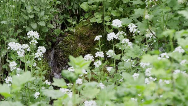 Fehér Virágok Ülnek Zöld Terveken Ahogy Víz Folyik Mögöttük — Stock videók