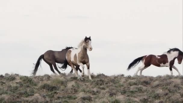 Vue panoramique des chevaux sauvages qui courent puis s'arrêtent pour marcher .