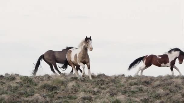 Vista Panorâmica Cavalos Selvagens Correndo Seguida Parando Para Andar — Vídeo de Stock