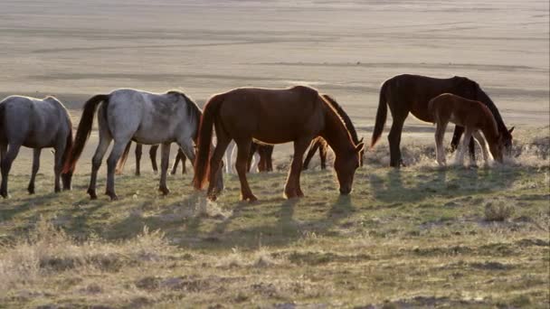 Stado Dzikich Koni Wypas Podświetlany Słońca Rano — Wideo stockowe