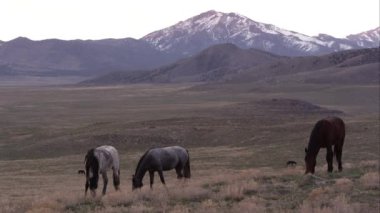 Vahşi atlar önce güneş otlatma görünümünü Utah manzarada yükselir.