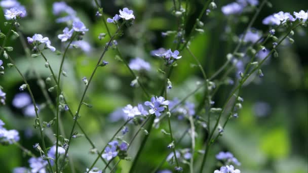 Violette Blüten Vor Grünem Wald Den Uta Bergen — Stockvideo