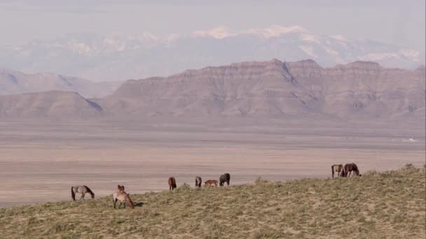 Увеличенный Вид Пейзаж Юты Дикими Лошадьми Вершине Холма Заснеженными Горами — стоковое видео