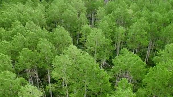 Vista Aérea Panorâmica Árvores Álamo Floresta Das Montanhas Utah — Vídeo de Stock