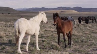 Yüz yüze duran ve burunlarını ile birbirlerini dokunmadan iki Vahşi atlar.