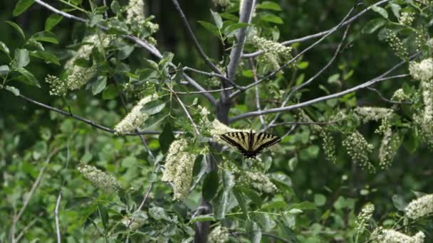 犹他山脉绿树花上的老虎燕尾蝴蝶 — 图库视频影像