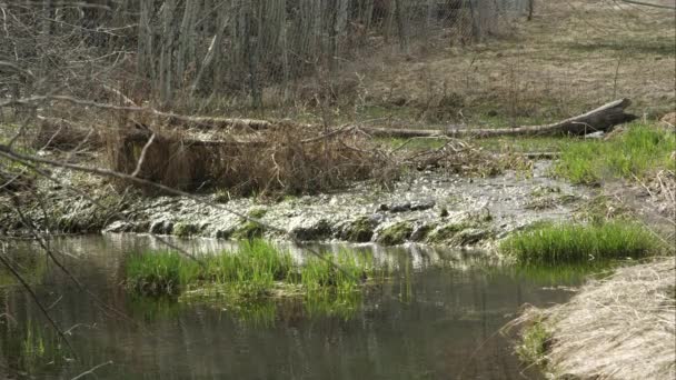 Vue agrandie de l'eau qui coule dans le ruisseau à travers l'herbe verte après la fonte de la neige hivernale .