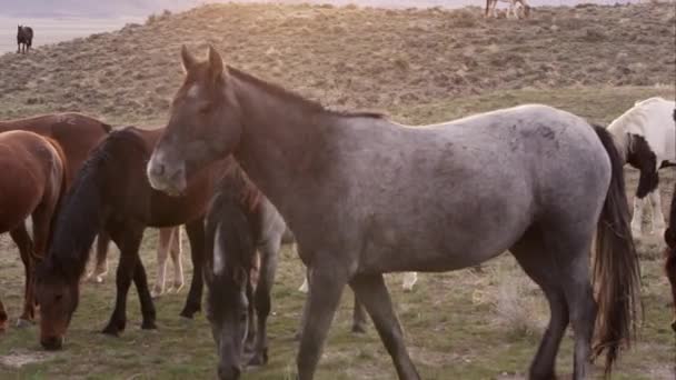 灰色的野马慢慢地走在羊群前 从太阳的背光 — 图库视频影像