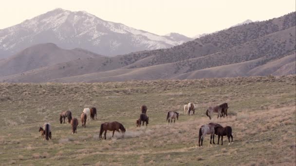 放牧し戦い 背景の山を表示する風景の間で野生の馬の拡大ビュー — ストック動画