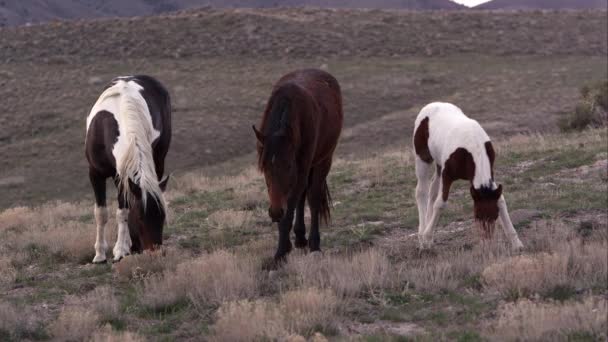 Weergave Van Wilde Paarden Grazen Als Anderen Vooraan Lopen — Stockvideo