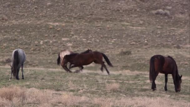 Zoomed View Two Wild Horses Biting Each Others Ankles Play — Stock Video