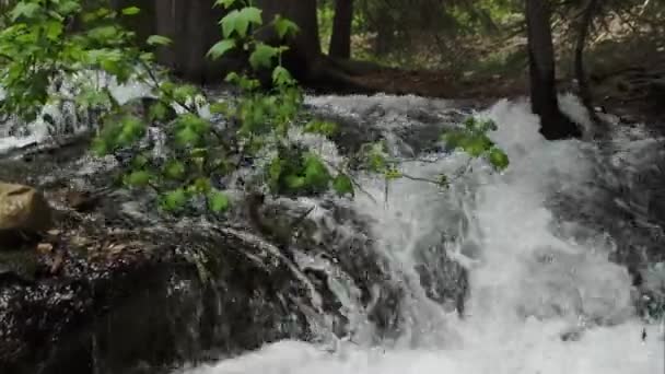 Blick Auf Einen Kleinen Bach Der Durch Grüne Blätter Fließt — Stockvideo