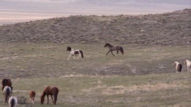 Vahşi atların yavaş yavaş mesafe koşu görünümünü kaydırma.