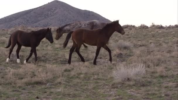 在地平线上慢慢奔跑的野马的平移视图 — 图库视频影像