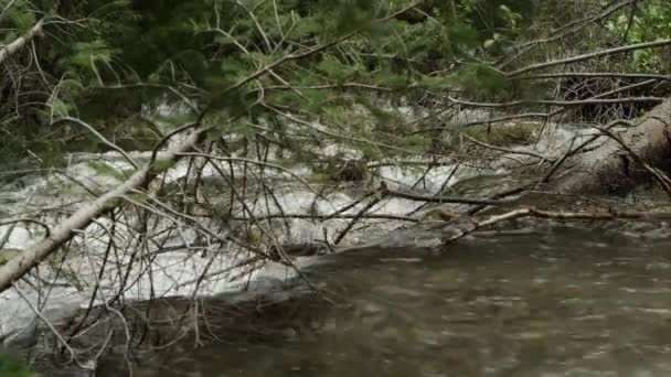 Montanha Rio Que Flui Sobre Árvores Caindo Escoamento Primavera Utah — Vídeo de Stock