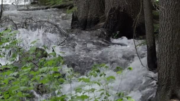 River Flowing Base Tree Trunks Green Leaves Utah Mountains — Stock Video
