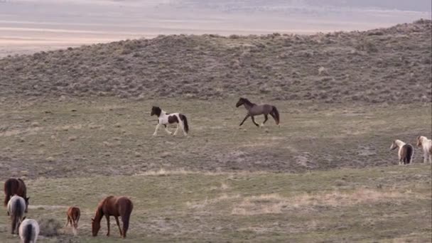Panning Vista Cavalli Selvatici Che Corrono Lentamente Lontananza — Video Stock